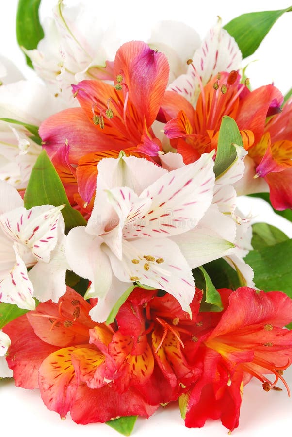 Bouquet of Mixed Red and Yellow Roses. Stock Image Image of isolated