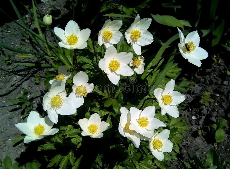 Close-up com flores brancas em um fundo das folhas verdes foto de stock Close-up com flores brancas em um fundo das folhas verdes foto de stock