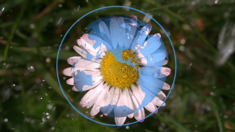 Close up of a common chickweed vector illustration