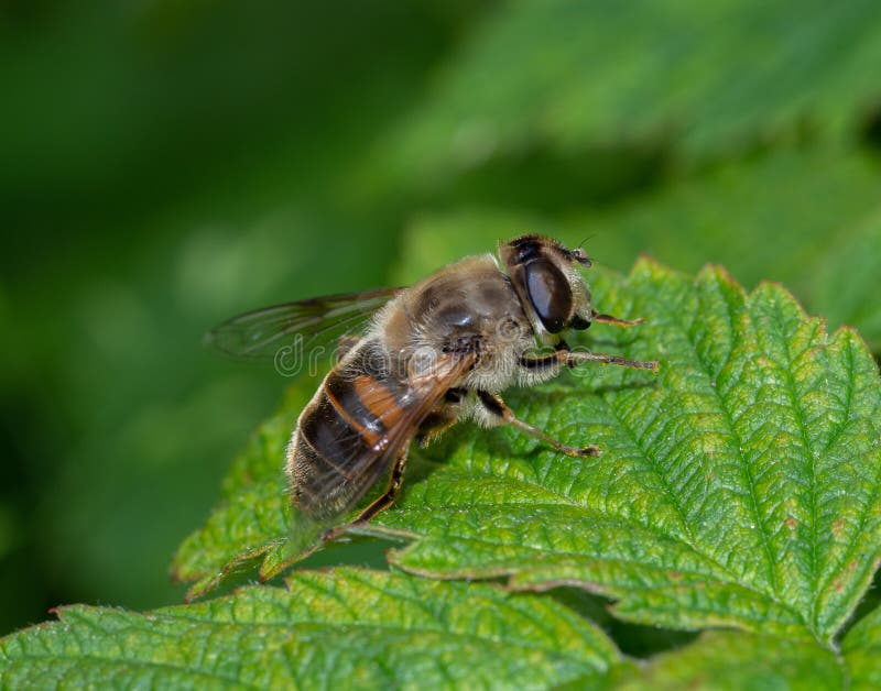 Close Up of a Common Drone Fly Stock Image Image of insecta, insect