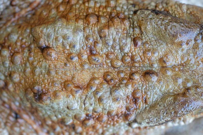 Closeup of Common Frog Dorsal Pattern in Natural Ecosystem (Bufo Bufo
