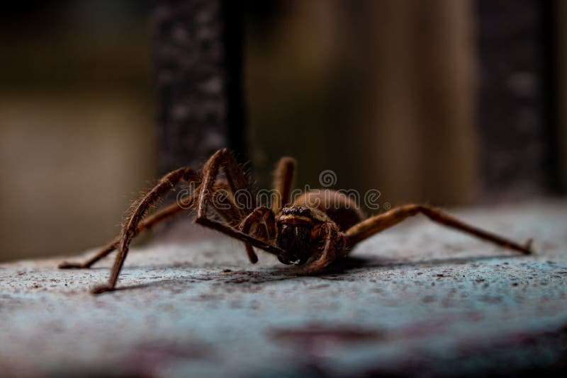 Close up of a common house spider resting on a wall