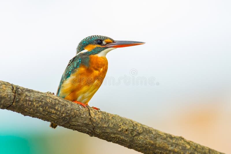 Kingfisher bird close up stock photo. Image of feathers 49270350