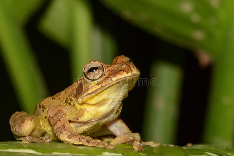 Close up of a Common Mexican Tree Frog