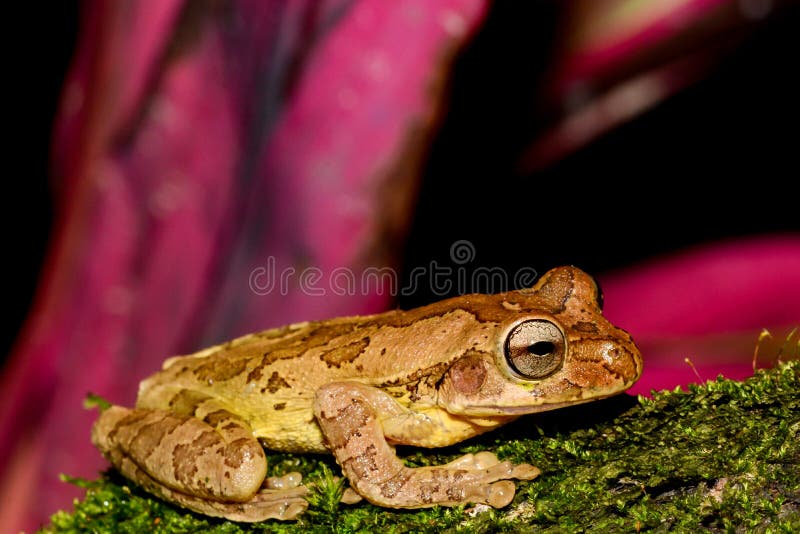 Close up of a Common Mexican Tree Frog