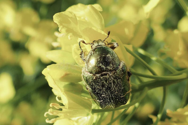 Zblízka spoločného peľového chrobáka brassicogethes aeneus na žltej repky za slnečného dňa, makro záber