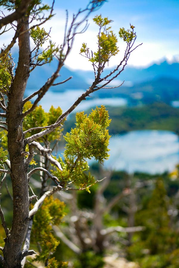 A Close Up On Coniferous Tree With The Picturesque Landscape Of Blue