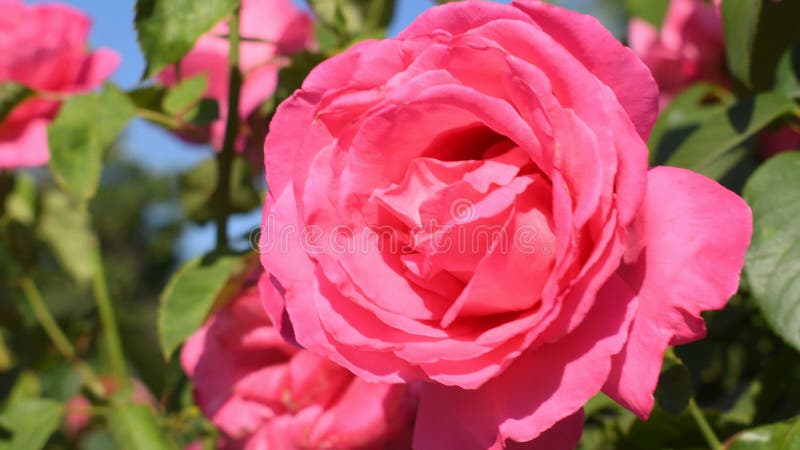 Close-up cor-de-rosa da cor-de-rosa