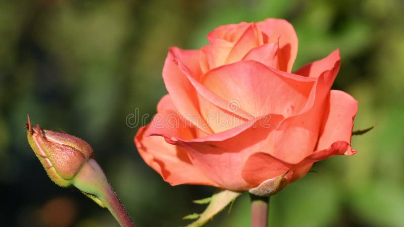 Close-up cor-de-rosa da cor-de-rosa