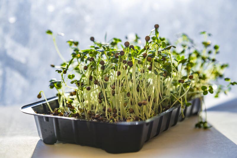 Close-up of Mustard Microgreens. Growing Mustard Sprouts Close Up View ...