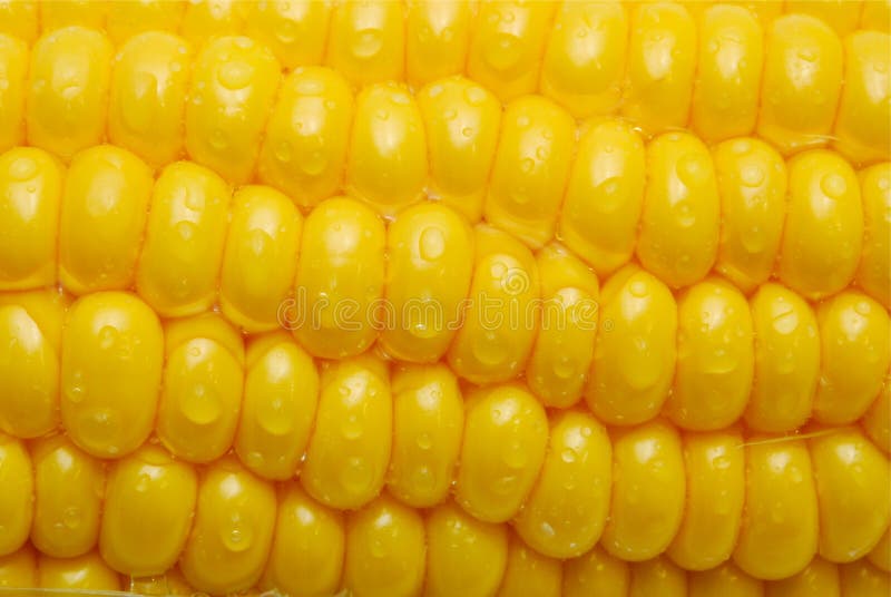 Close up of corn cob