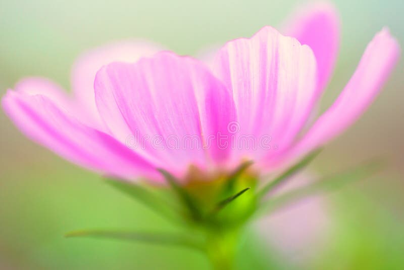 34,695 Cosmos Flower Field Stock Photos - Free & Royalty-Free Stock ...