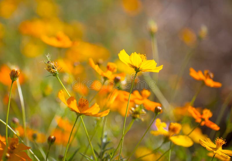 A Closeup of Cosmos Flower Stock Image Image of cosmosflower, nature