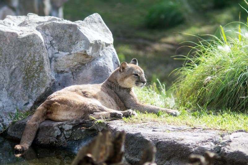 Cougar royalty free stock photography