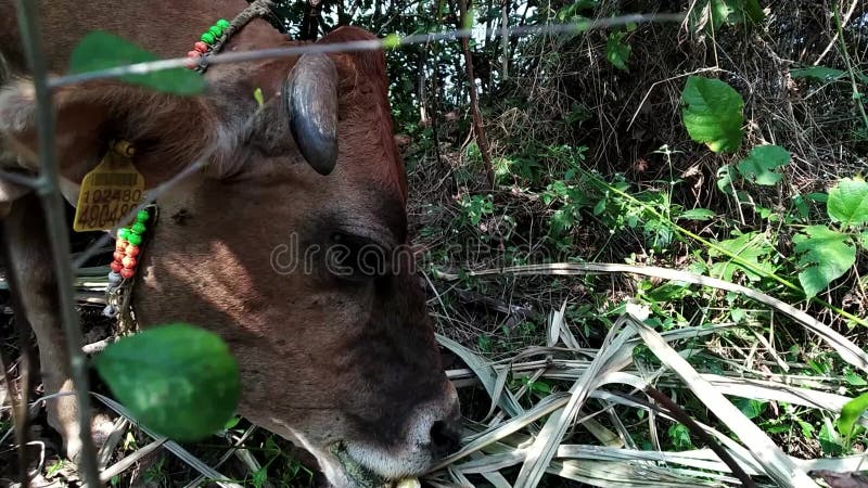 Close up of a Cow Contentedly Feeding on Grass