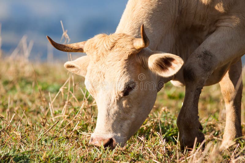 Close-up of cow grazing in pasture