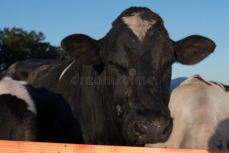 Close Up cow portrait. Bull funny muzzle on pasture looking at camera. agriculture. Healthy cattle breeding. Farm animal. stock ra