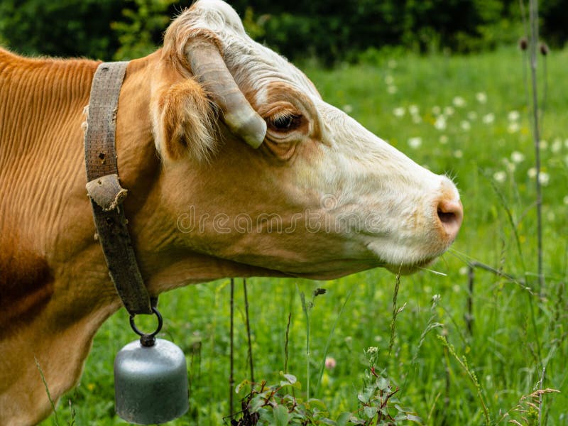 1,229 Side Head Cow Photos Free & RoyaltyFree Stock Photos from