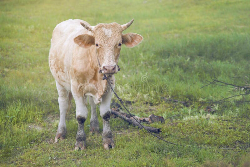 Close up a cow standing on a green grass field with blurred foreground and background,filtered image,selective focus