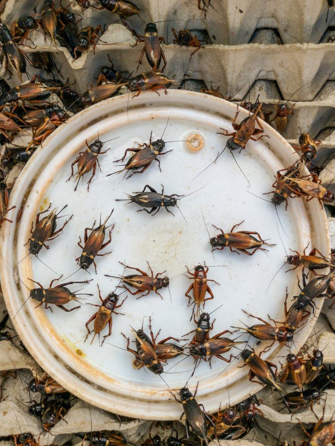 Crickets in Farm, for Consumption As Food and Used As Animal Feed