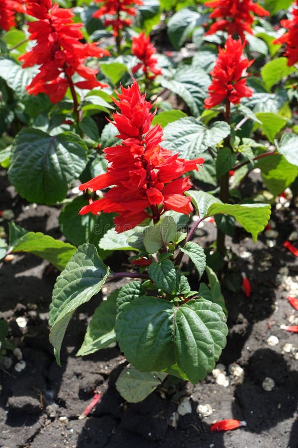 Closeup of Crimson Flowers of Tropical Sage Stock Image Image of