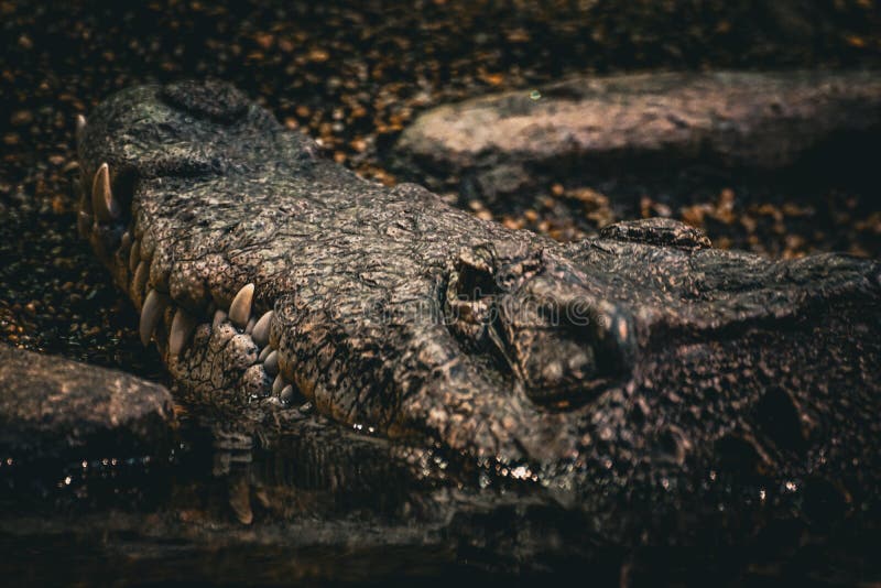 Close Up of a Crocodile in Lake Stock Image Image of wildlife, water