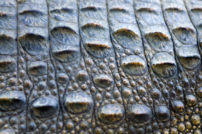 Close up of crocodile skin