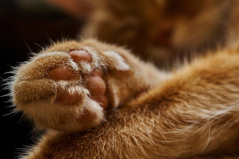 Closeup of the Crossed Paws of a Sleeping Red Hair Cat Stock Image