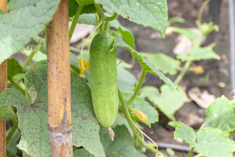 Cucumber Plant in Vegetable Garden Stock Photo Image of garden