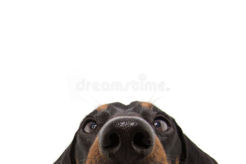 Close-up curious dachshund dog puppy eyes. Isolated on white background royalty free stock photo