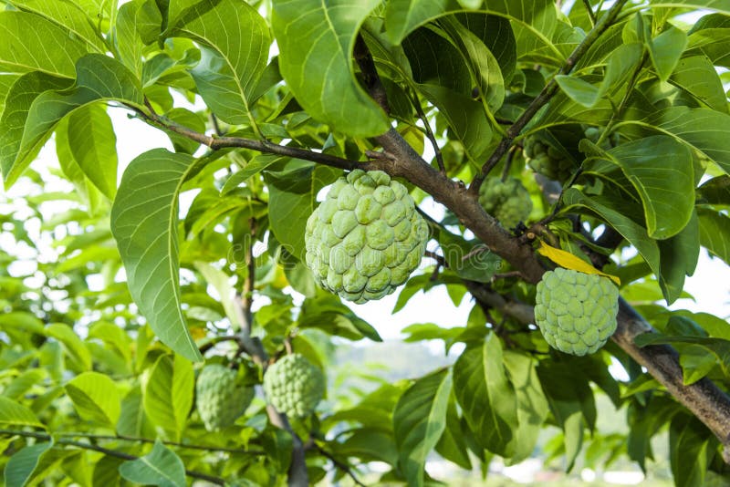 The Custard Apple on the Tree in Taitung, Taiwan. Stock Image Image