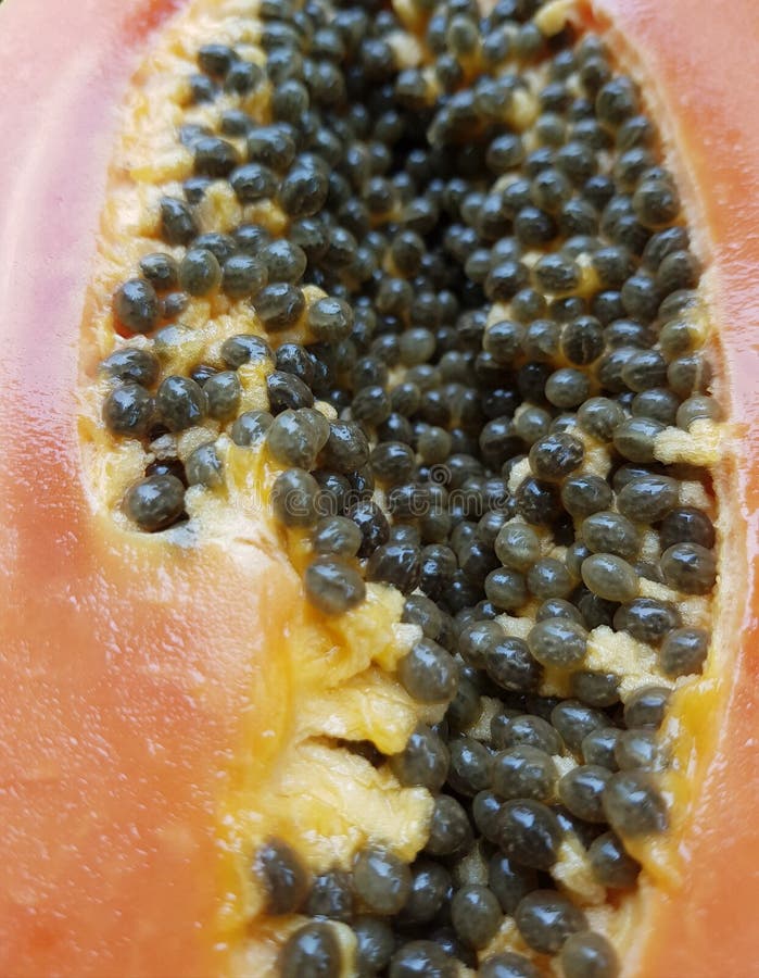 Close Up of a Cut Papaya Fruit Stock Photo Image of papaya, macro