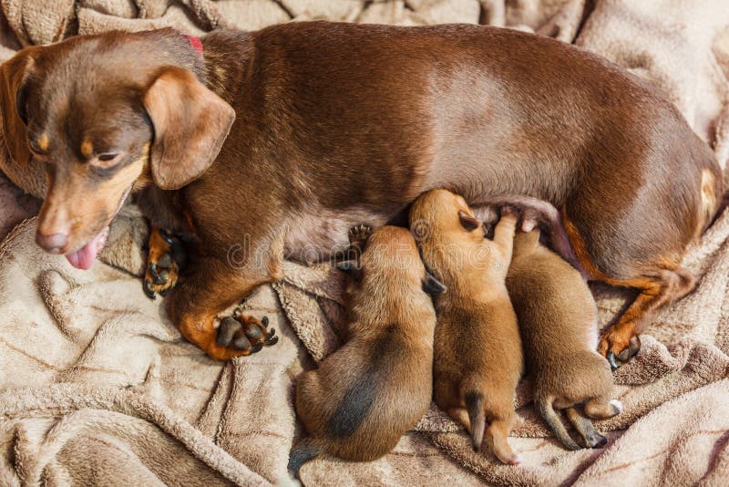 Little Dachshund Dogs Puppies Newborns Stock Photo Image