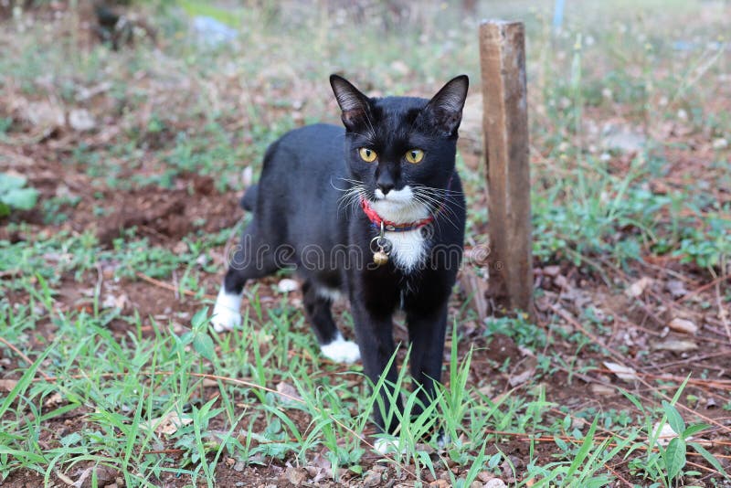 Close up, cute black cat walking in the garden stock image Close up, cute black cat walking in the garden stock image