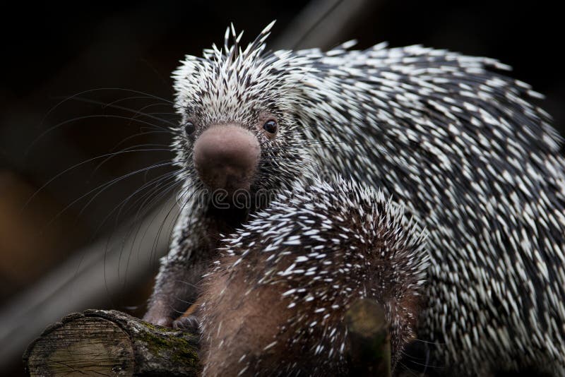 Close-up of a cute Brazilian Porcupine