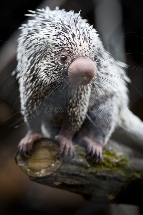 Close-up of a cute Brazilian Porcupine