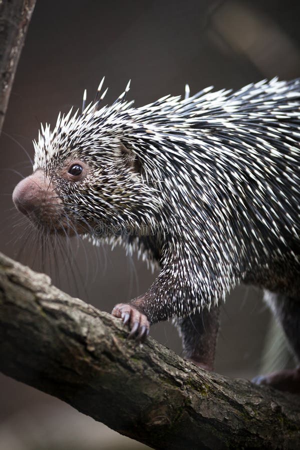 Close-up of a cute Brazilian Porcupine