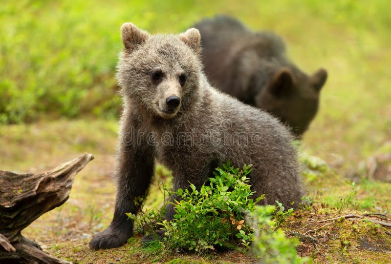 Close Up of a Cute Eurasian Brown Bear Cub in a Forest Stock Image