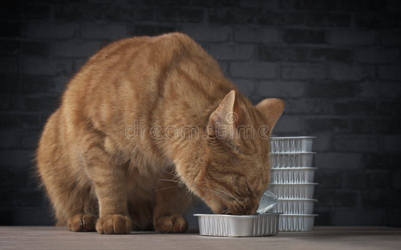 Closeup of a Cute Ginger Cat Eating from a Food Bowl. Stock Image
