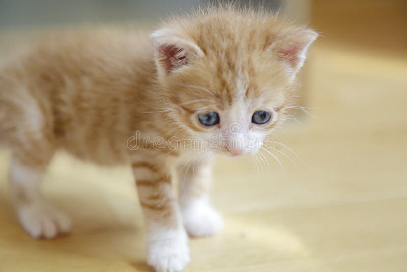 Ginger kitten stock photo. Image of feline, kitten, isolated 159587590