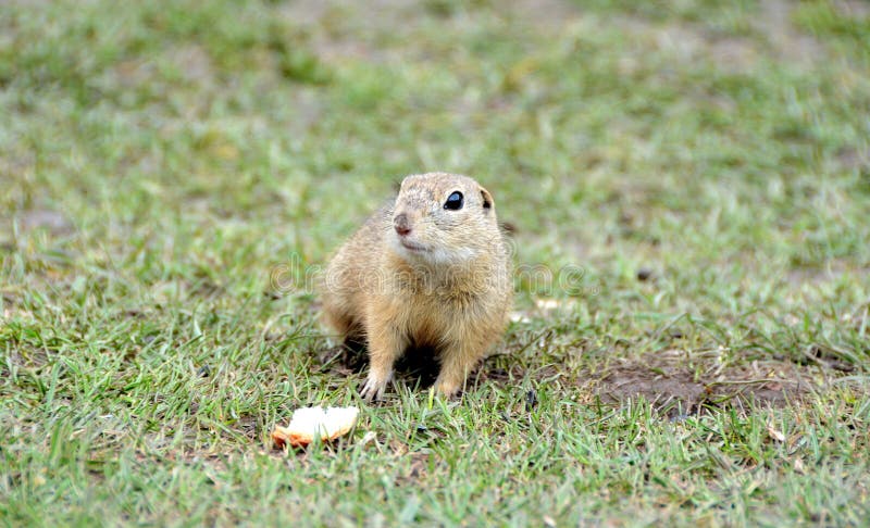 Close-up of a cute ground squirrel in Slovakia