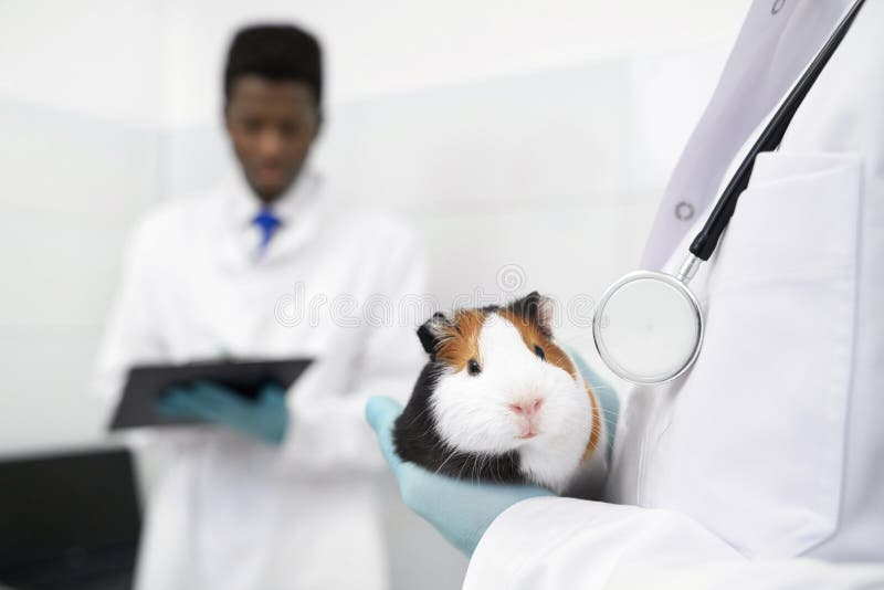 Close Up of Cute Hamster on Vet Hands in Clinic. Stock Photo - Image of doctor, hospital: 139216554 Close Up of Cute Hamster on Vet Hands in Clinic. Stock Photo - Image of doctor, hospital: 139216554