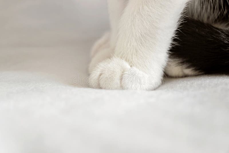 Close Up of Cute Kitten Paws on White Blanket Stock Image Image of
