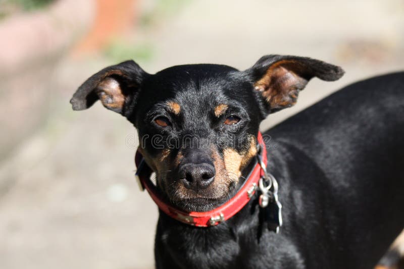 Close up of cute miniature Pinscher, Germany royalty free stock image Close up of cute miniature Pinscher, Germany royalty free stock image