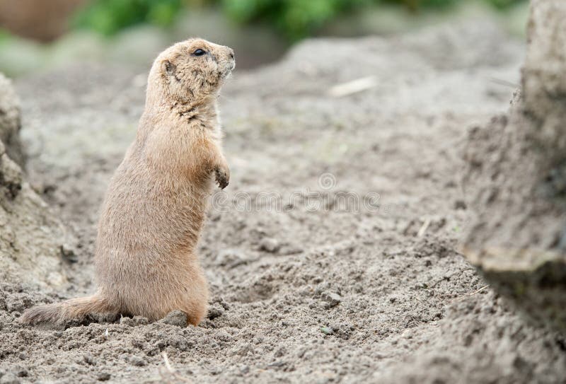 Close-up of a cute prairie dog stock photography