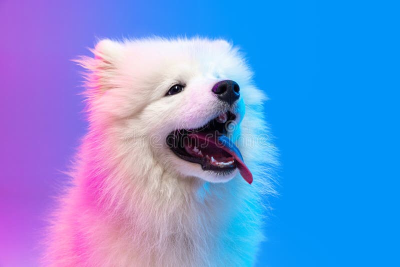 Chó Samoyed với bộ lông đẹp mê hồn và nụ cười ngọt ngào sẽ khiến bất kỳ ai cũng say đắm. Hãy xem qua hình ảnh chú chó đáng yêu này đứng độc lập trên nền xanh để trầm trồ vì vẻ đẹp của chúng.