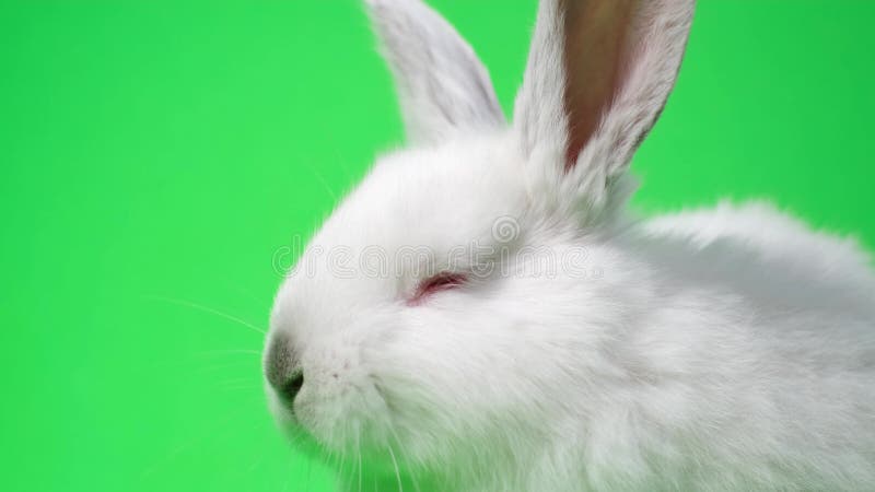 Beautiful fluffy red bunny lies on dollars with closed eyes, isolated on  white background Stock Photo