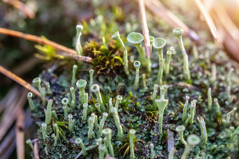 Close-up of Cyan lichen and moss in fallen pine needles at autumn forest. Fungus ecosystem. Natural flora background