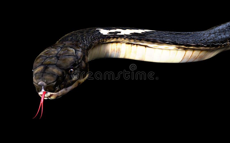 King Cobra the World`s Longest Venomous Snake Isolated on Dark Background  with Clipping Path Stock Illustration - Illustration of dreadful, devil:  184120584