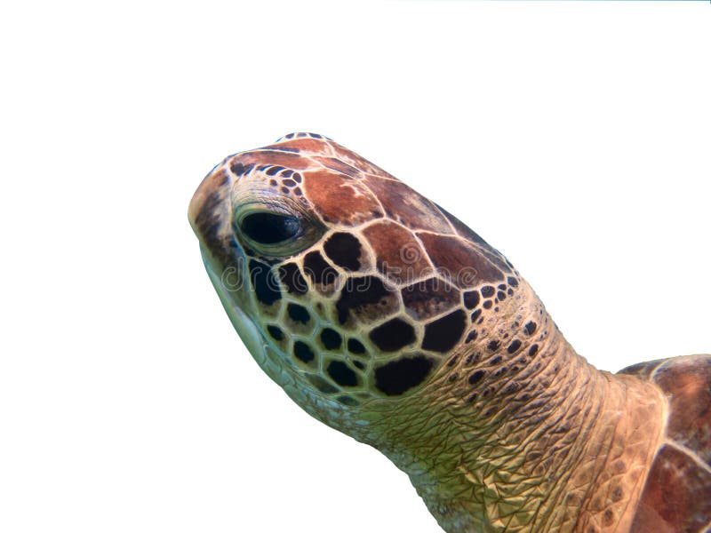 Green sea turtle (Chelonia mydas) head closeup isolated on white background. Green sea turtle (Chelonia mydas) head closeup isolated on white background